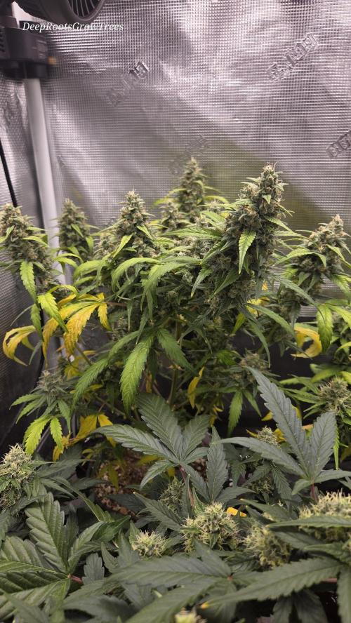 TRIPLE G AUTO. Week 10