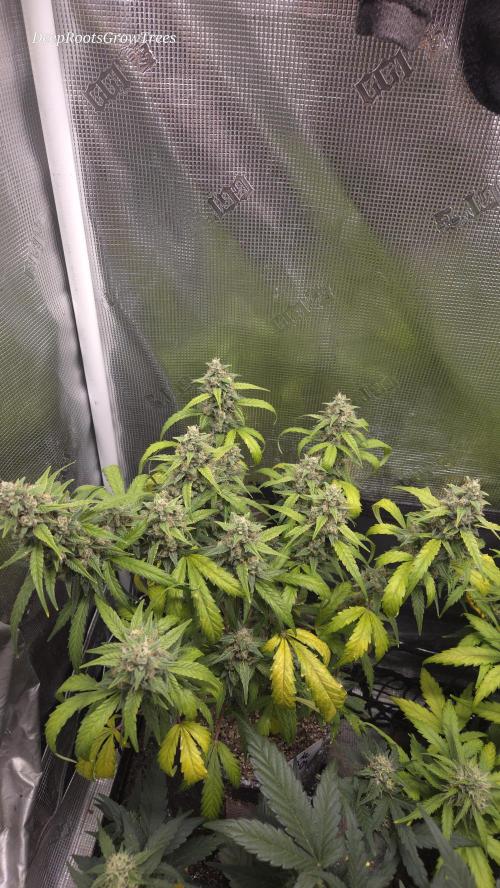 TRIPLE G AUTO. Week 10