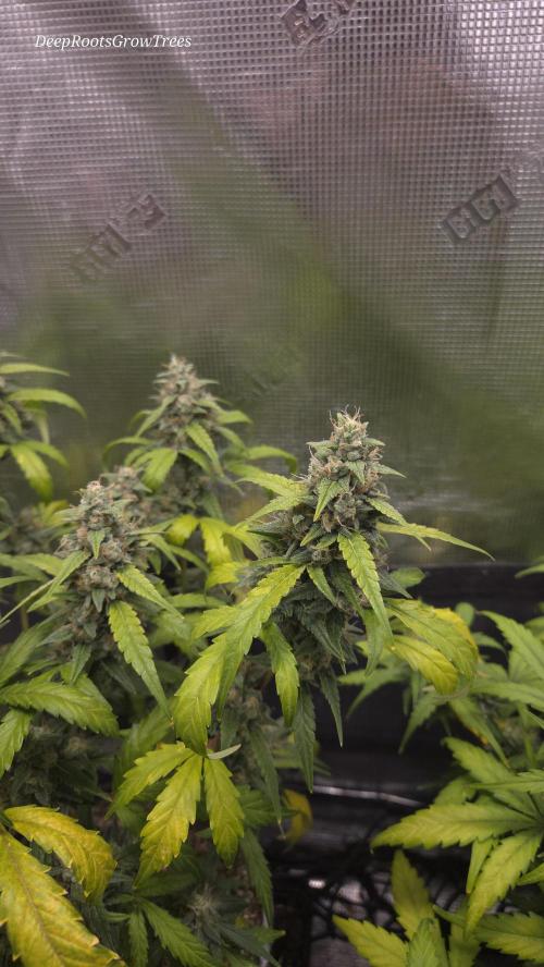 TRIPLE G AUTO. Week 10