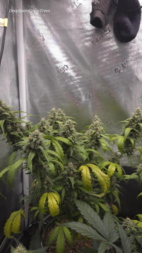 TRIPLE G AUTO. Week 10