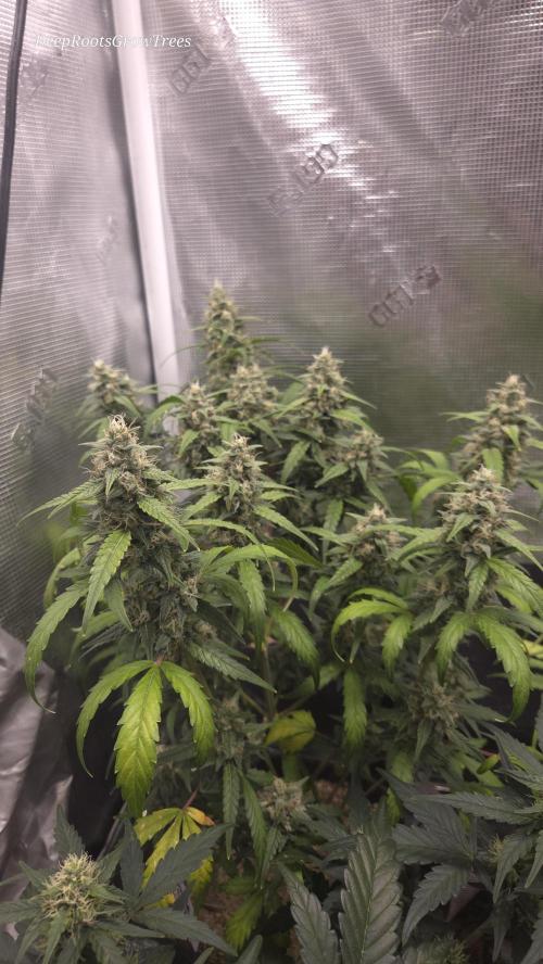 TRIPLE G AUTO. Week 10