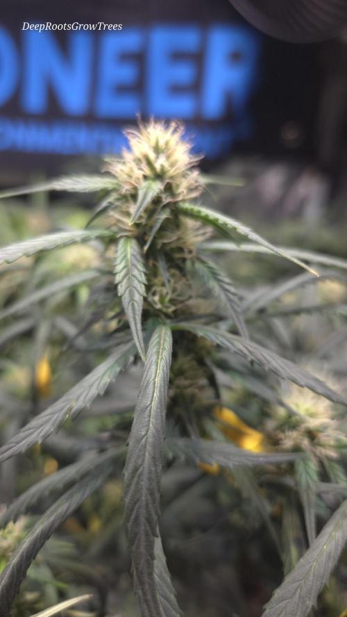 MIMOSA  AUTO. Week 8