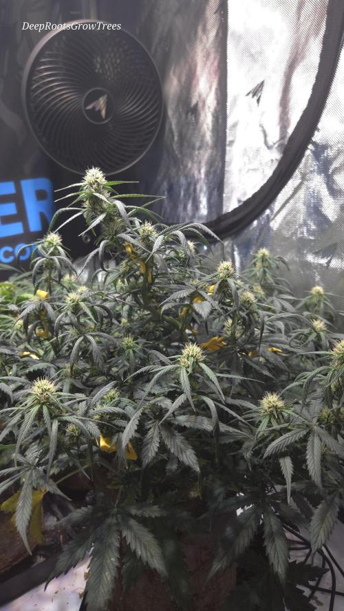 MIMOSA  AUTO. Week 8