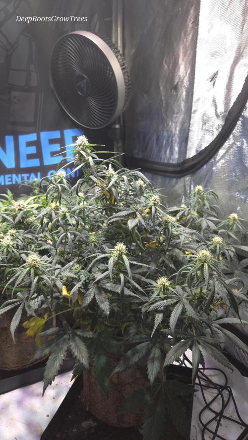 MIMOSA  AUTO. Week 8