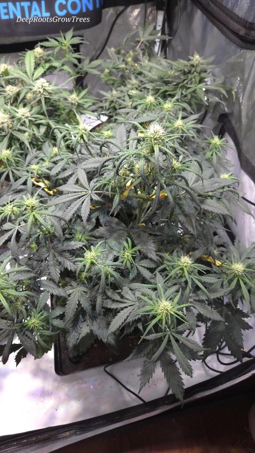 MIMOSA  AUTO. Week 8