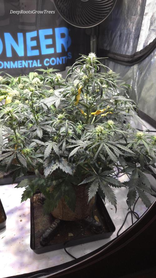 MIMOSA  AUTO. Week 8
