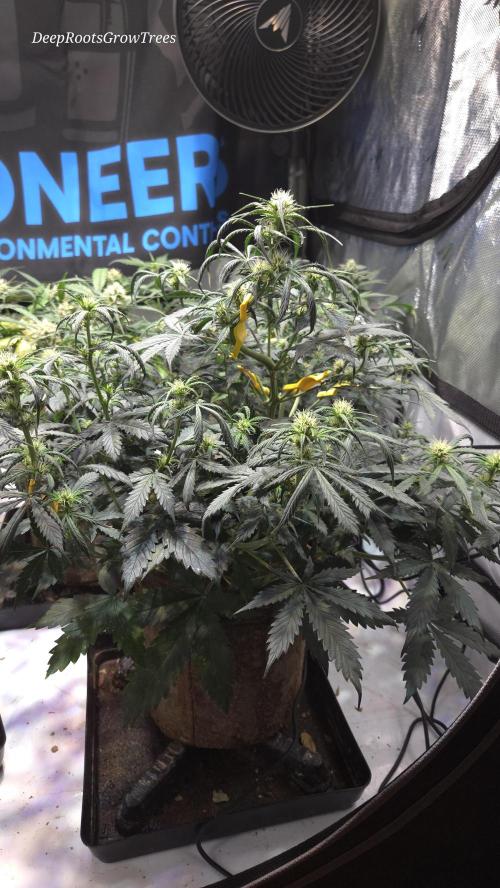 MIMOSA  AUTO. Week 8
