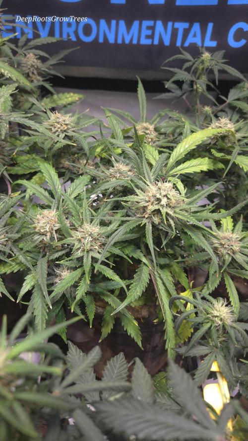 MOON ROCK  AUTO. Week 5
