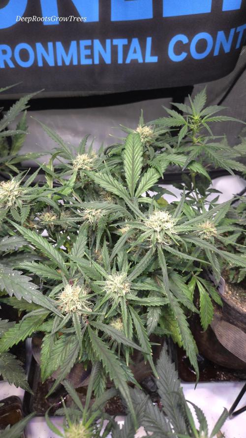 MOON ROCK  AUTO. Week 5