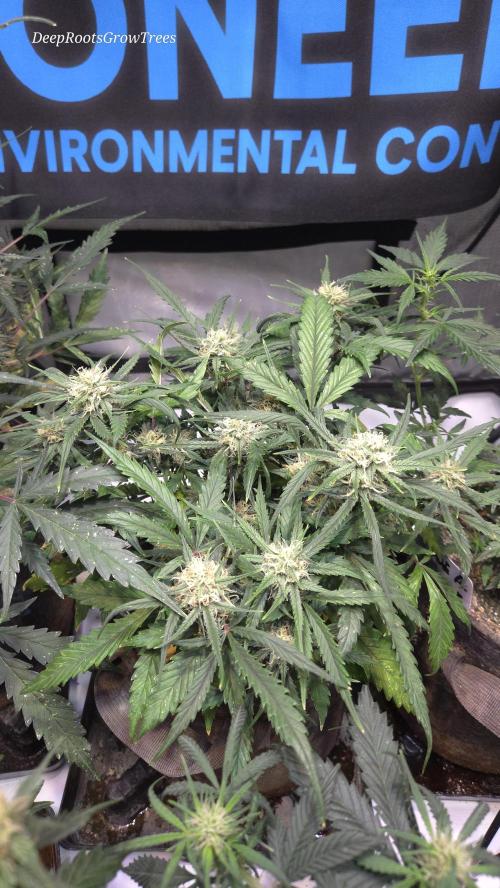 MOON ROCK  AUTO. Week 5