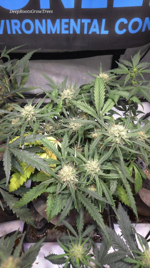 MOON ROCK  AUTO. Week 5