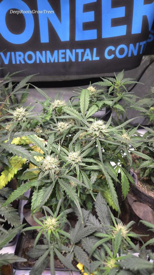 MOON ROCK  AUTO. Week 5
