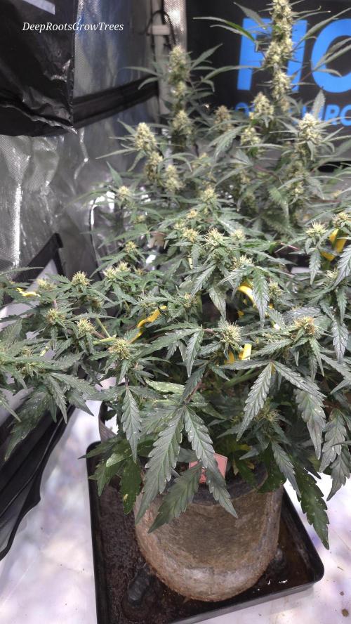 DOSIDOS AUTO. Week 5