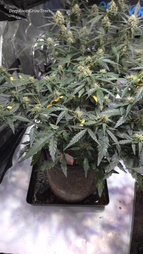 DOSIDOS AUTO. Week 5