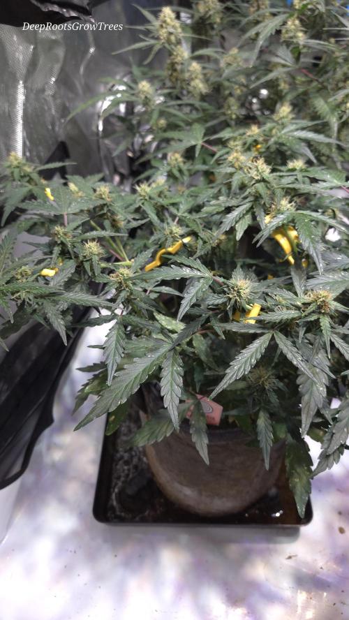 DOSIDOS AUTO. Week 5