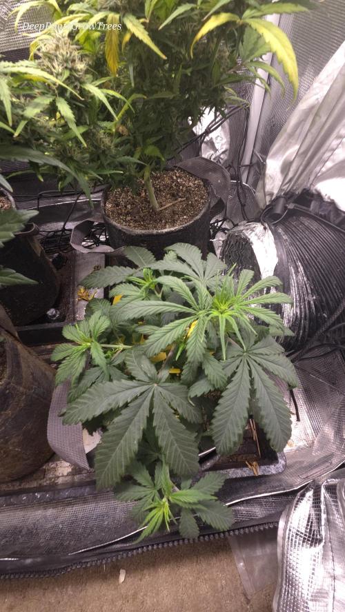 AUTO BLACK OPIUM. Week 3
