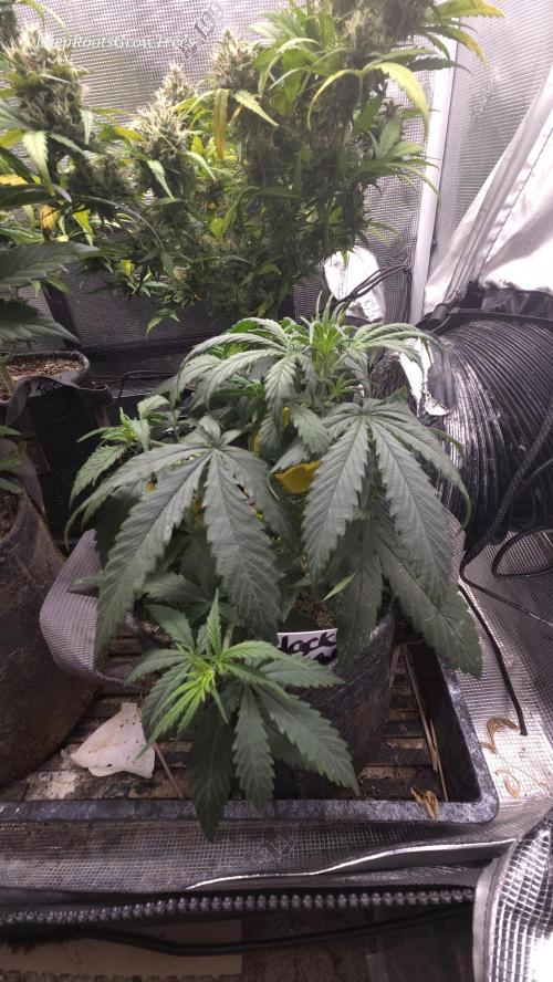 AUTO BLACK OPIUM. Week 3