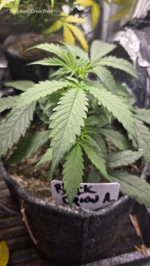 AUTO BLACK OPIUM. Week 3