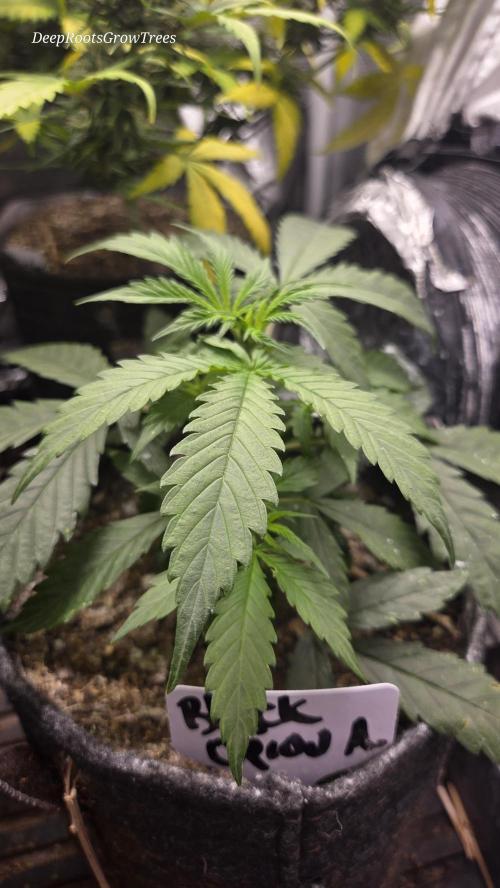 AUTO BLACK OPIUM. Week 3