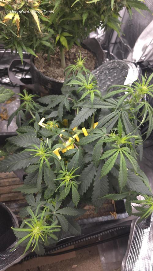 AUTO BLACK OPIUM. Week 4