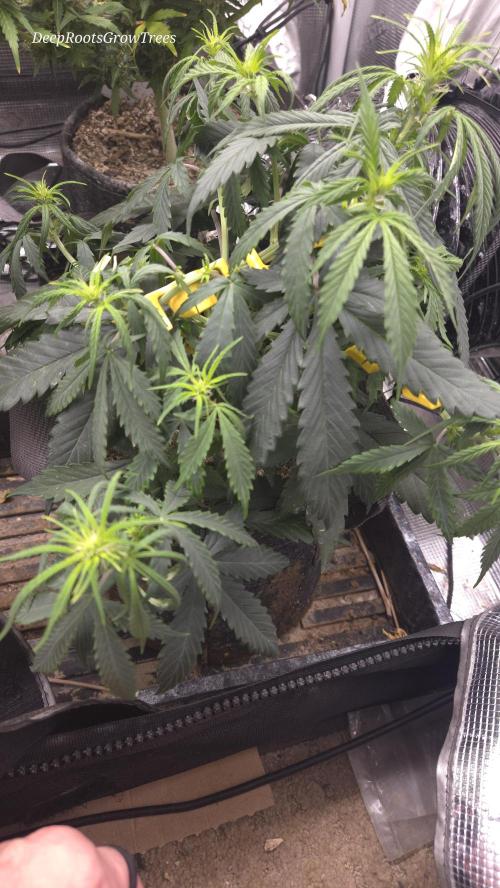 AUTO BLACK OPIUM. Week 4