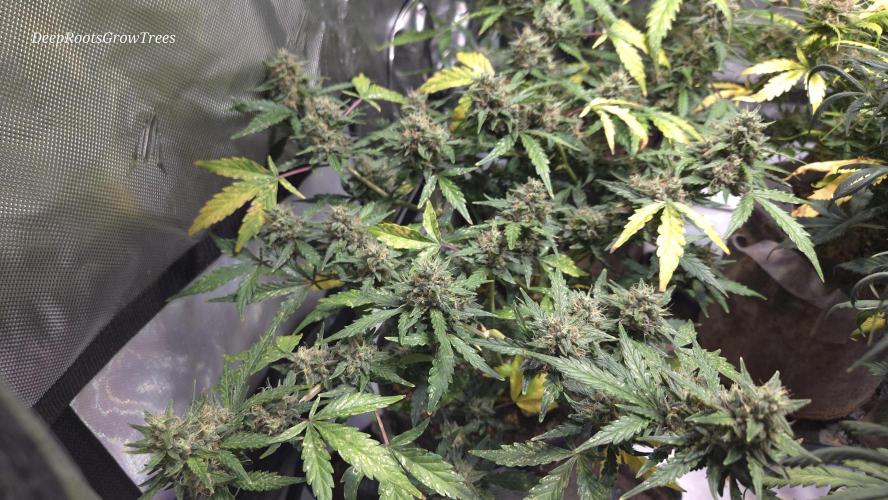 DOSIDOS AUTO. Week 6