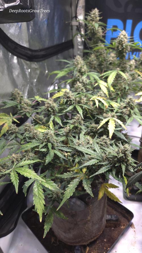 DOSIDOS AUTO. Week 6