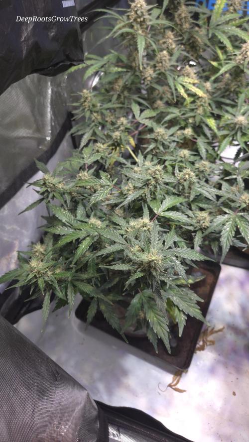 DOSIDOS AUTO. Week 6