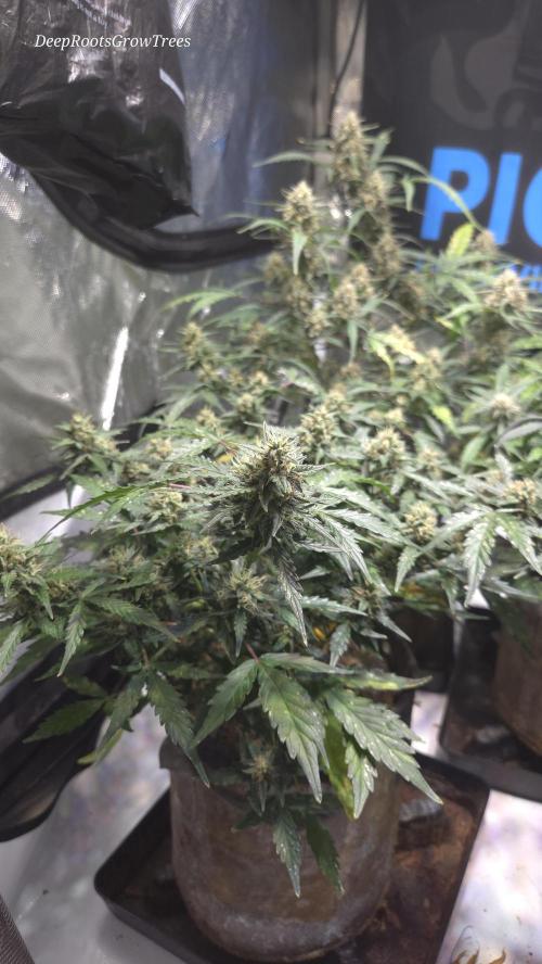 DOSIDOS AUTO. Week 6
