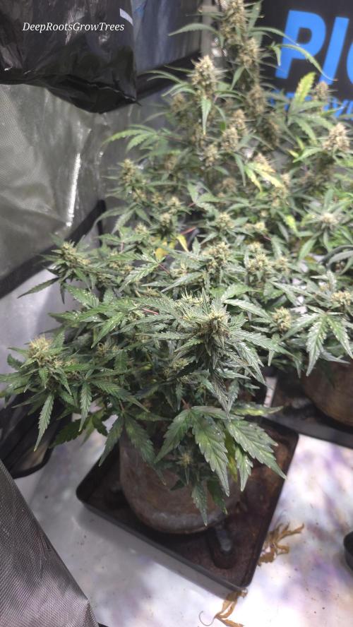 DOSIDOS AUTO. Week 6