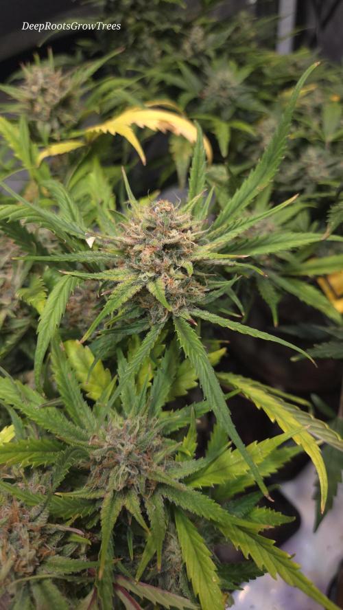 MOON ROCK  AUTO. Week 6