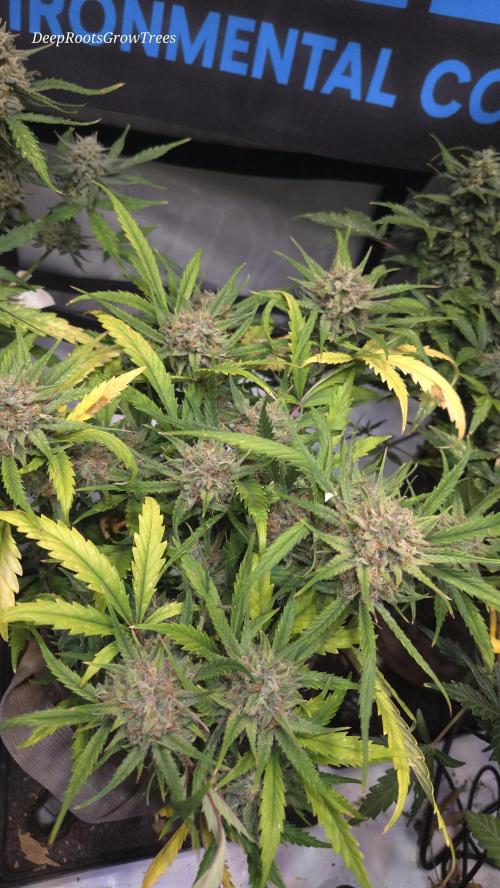 MOON ROCK  AUTO. Week 6