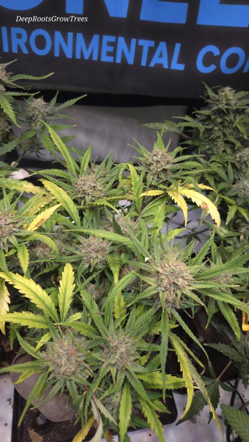MOON ROCK  AUTO. Week 6