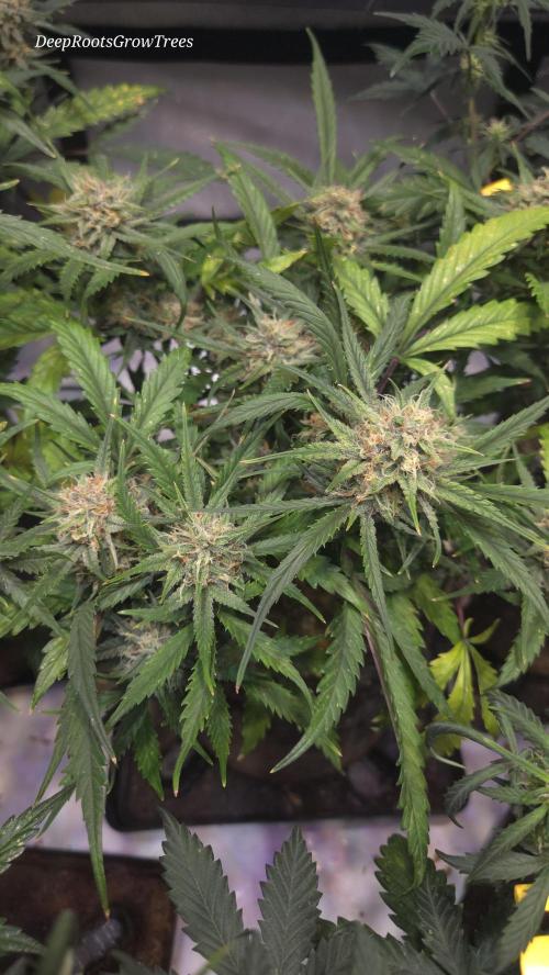 MOON ROCK  AUTO. Week 6