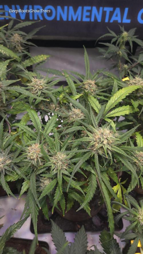MOON ROCK  AUTO. Week 6