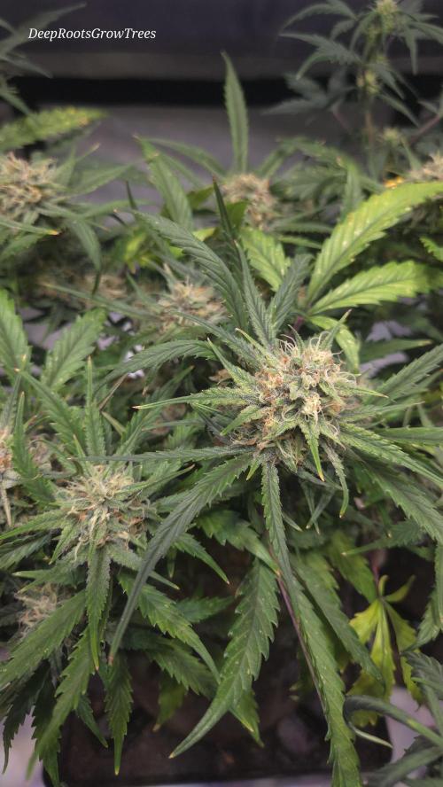 MOON ROCK  AUTO. Week 6