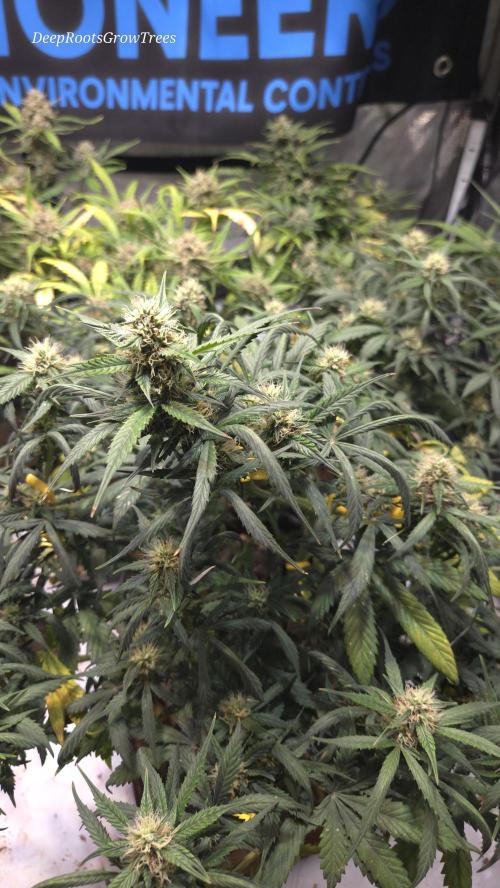MIMOSA  AUTO. Week 9