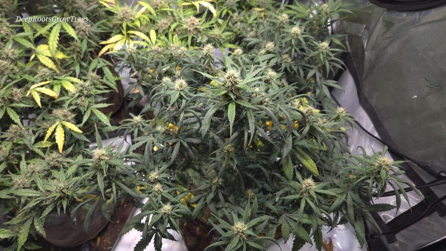 MIMOSA  AUTO. Week 9