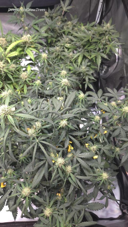 MIMOSA  AUTO. Week 9