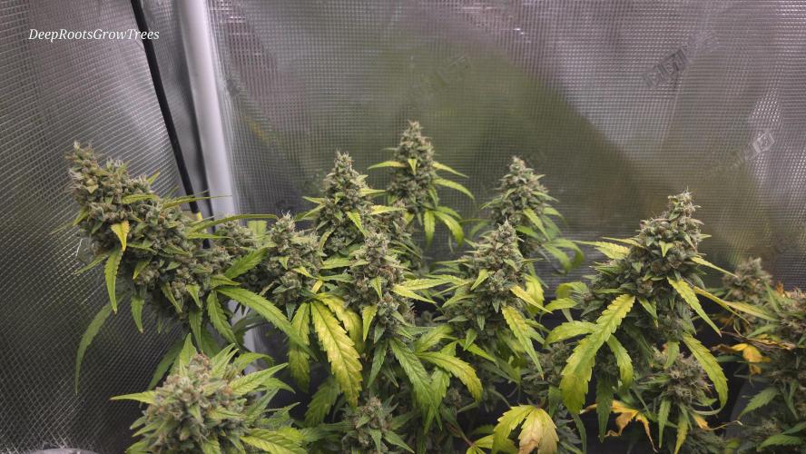 TRIPLE G AUTO. Week 11