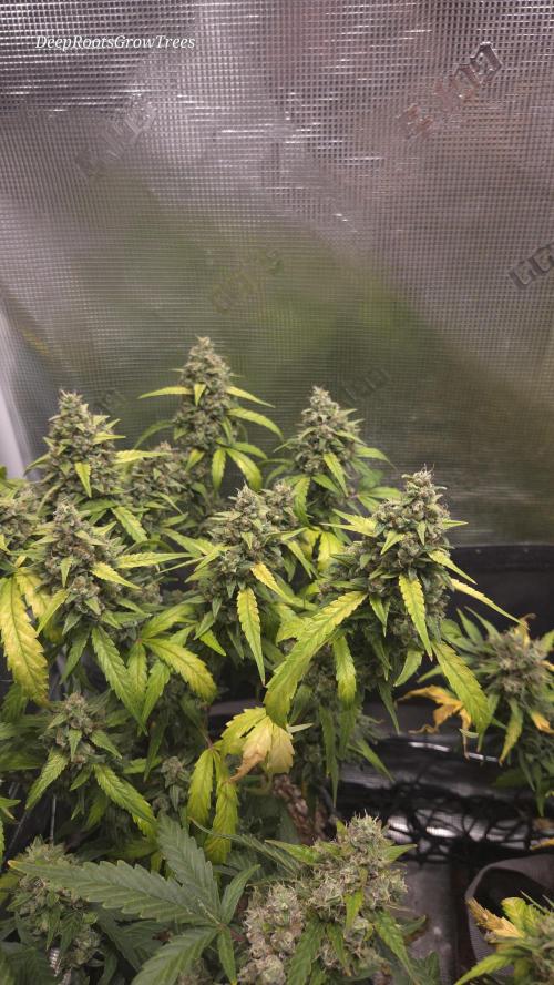 TRIPLE G AUTO. Week 11