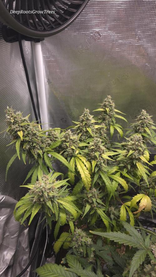 TRIPLE G AUTO. Week 11
