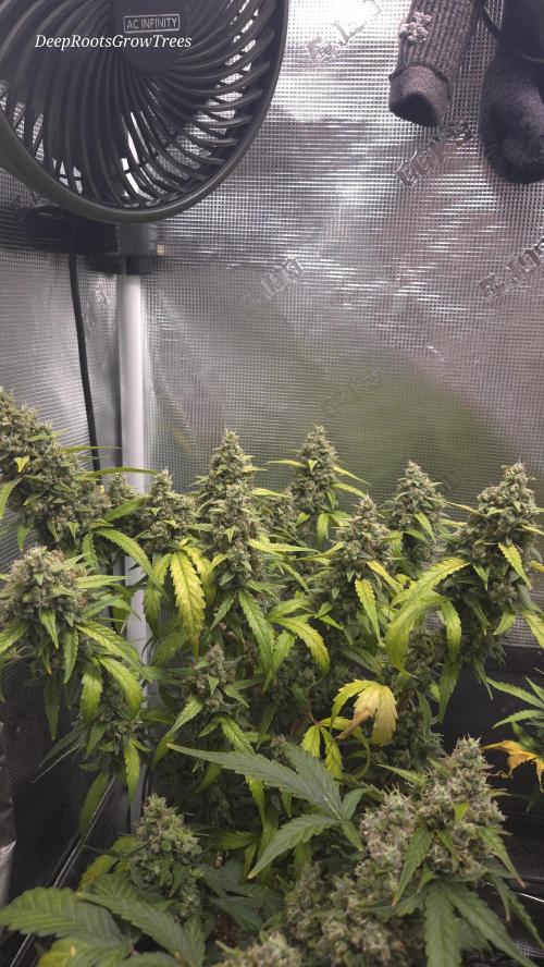 TRIPLE G AUTO. Week 11