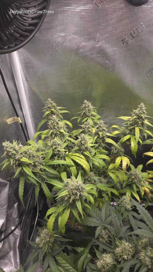 TRIPLE G AUTO. Week 11