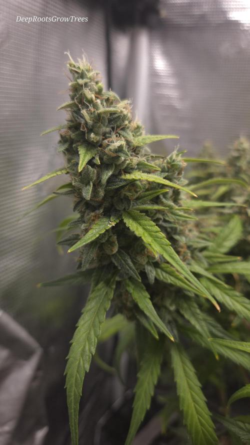 TRIPLE G AUTO. Week 11
