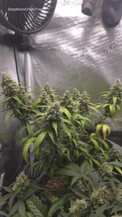 TRIPLE G AUTO. Week 11