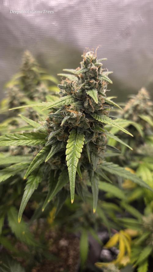 TRIPLE G AUTO. Week 11