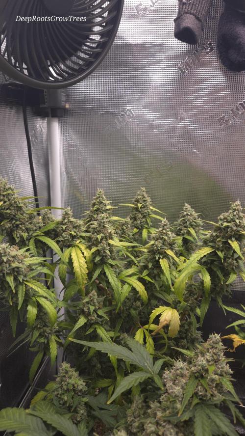 TRIPLE G AUTO. Week 11