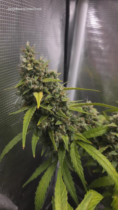 TRIPLE G AUTO. Week 11