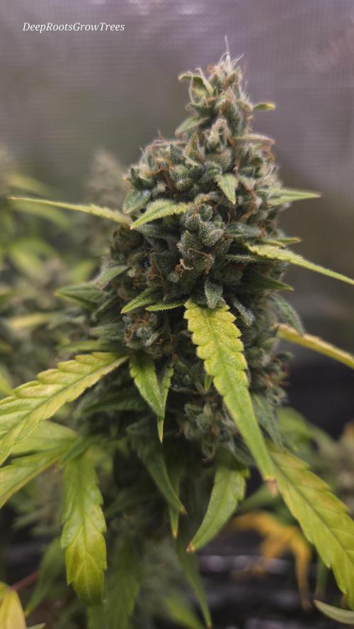 TRIPLE G AUTO. Week 11